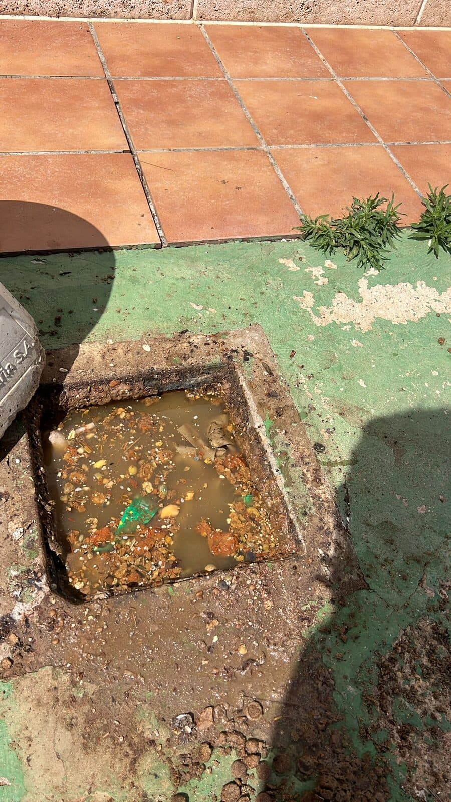 Raíces de árboles en las tuberías: por qué pasa y cómo se soluciona